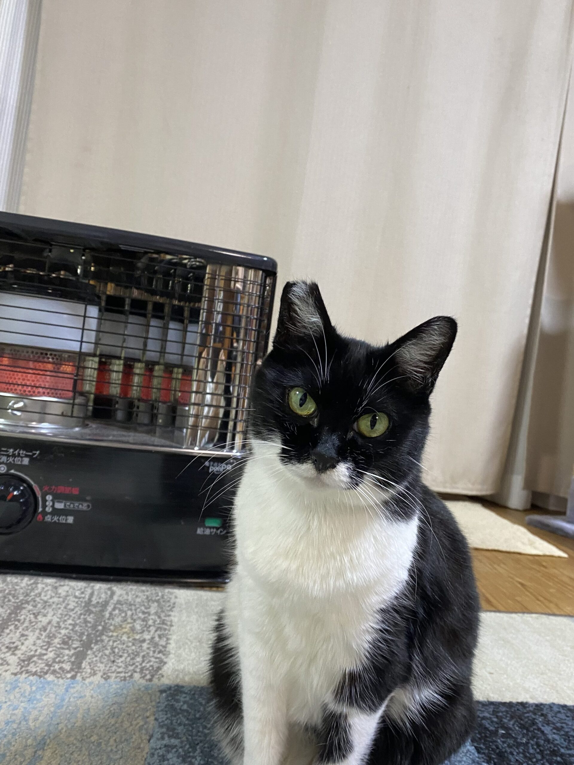 実家で飼っている猫(名前:レクサス)